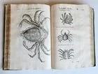 1605 ALDROVANDI TREATISE on MUSSELS SNAILS OCTOPUSES antique ILLUSTRATED FOLIO - 8