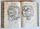 1605 ALDROVANDI TREATISE on MUSSELS SNAILS OCTOPUSES antique ILLUSTRATED FOLIO - 9