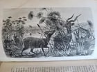 1863 JOURNAL of DISCOVERY of SOURCE of NILE antique ILLUSTRATED in ENGLISH - 14
