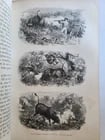 1863 JOURNAL of DISCOVERY of SOURCE of NILE antique ILLUSTRATED in ENGLISH - 7