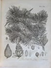 1786 SILVA: DISCOURSE OF FOREST TREES 2 VOLUMES ILLUSTRATED antique in ENGLISH - 10