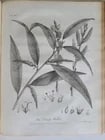 1786 SILVA: DISCOURSE OF FOREST TREES 2 VOLUMES ILLUSTRATED antique in ENGLISH - 12