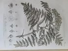 1786 SILVA: DISCOURSE OF FOREST TREES 2 VOLUMES ILLUSTRATED antique in ENGLISH - 16