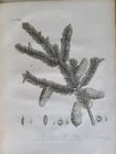 1786 SILVA: DISCOURSE OF FOREST TREES 2 VOLUMES ILLUSTRATED antique in ENGLISH - 7