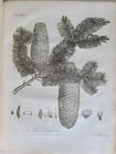 1786 SILVA: DISCOURSE OF FOREST TREES 2 VOLUMES ILLUSTRATED antique in ENGLISH - 8