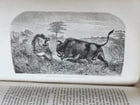 1859 EXPLORATIONS L'AFRIQUE et AUSTRALE LIVINGSTONE VOYAGES antique ILLUSTRATED - 16