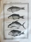 1748 HISTORY of TRAVELS Guinea Benin & Sierra Leone antique ILLUSTRATED - 11