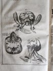 1704 ANATOMY MUSCLE TREATISE antique AMAZINGLY ILLUSTRATED - 15