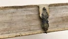 1737 BIBLE in LATIN & GERMAN antique PIGSKIN BOUND FOLIO - 10