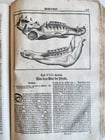 1702 Oeconomus prudens ILLUSTRATED 2 FOLIO VOLUMES antique in GERMAN - 16