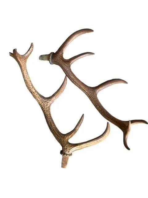 19th Century Swiss Black Forest Style Wood Carved Stag Deer Brienz - 4