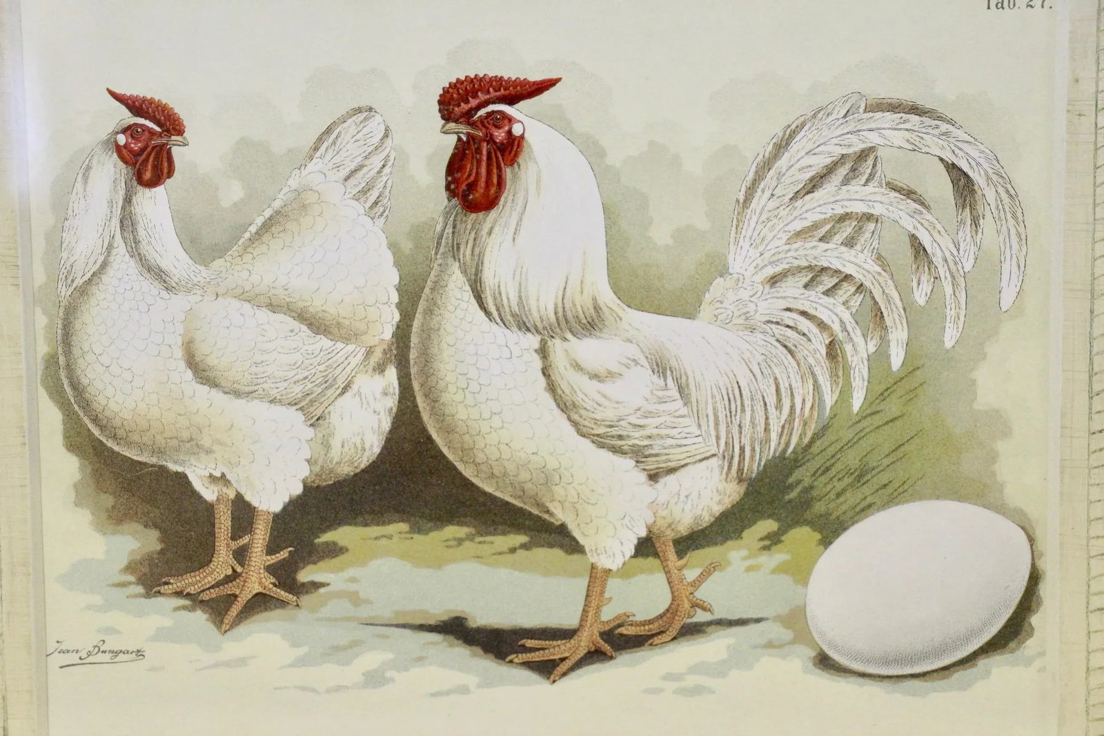 Antique German Framed Chicken Print - 3