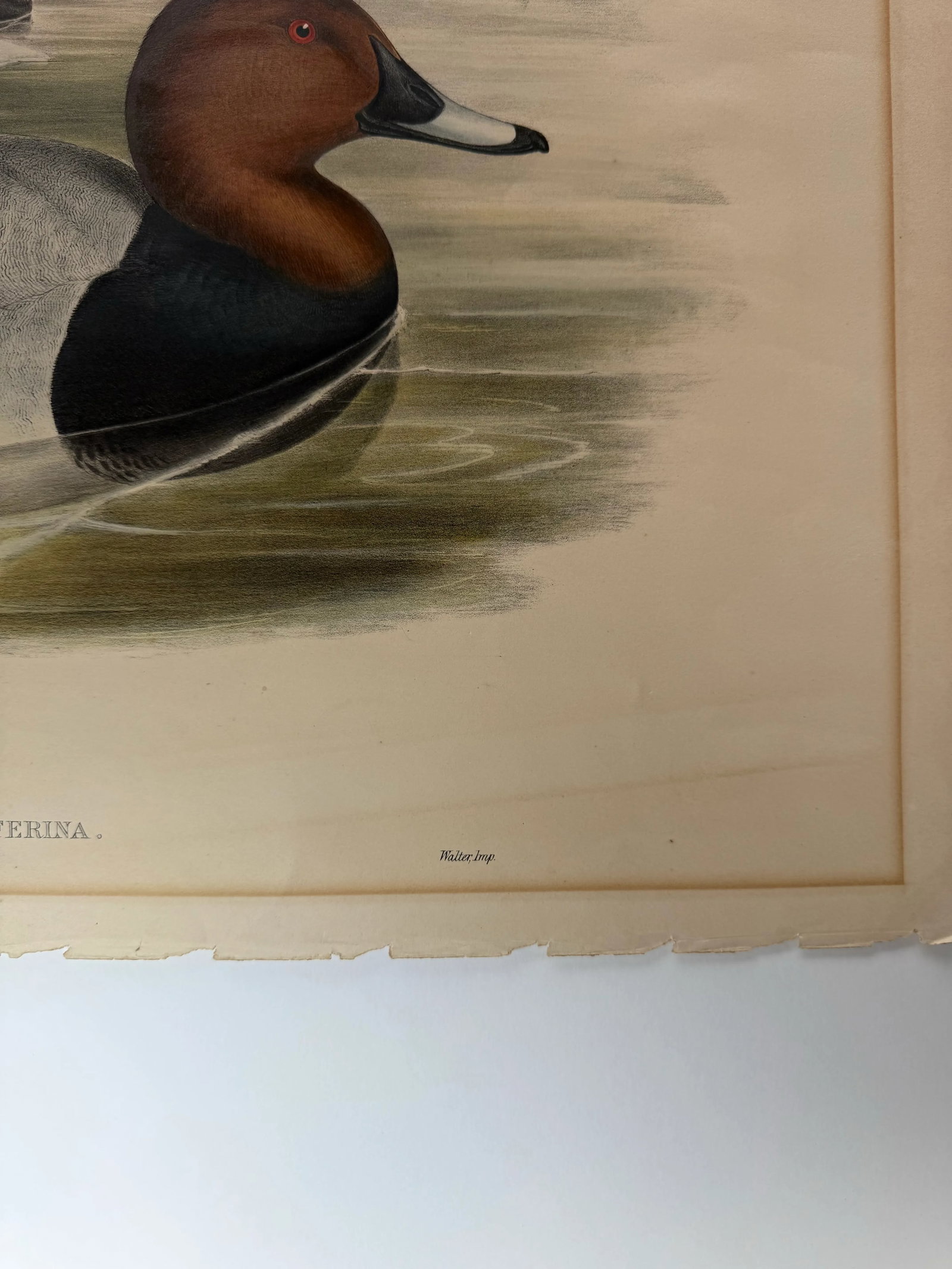 1860s Hand-Colored Duck Lithograph From John Gould's Birds of Great Britain" - 2