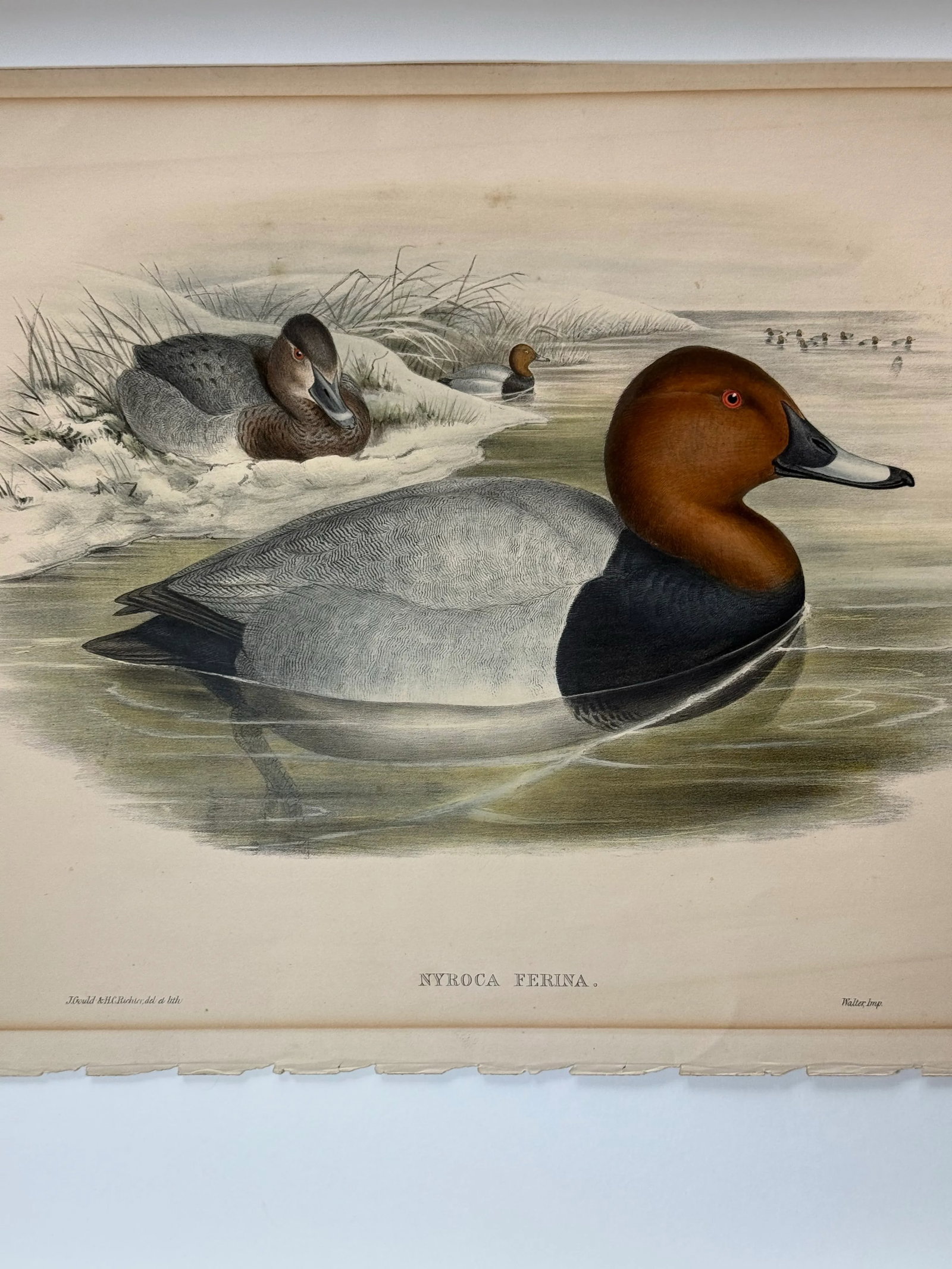 1860s Hand-Colored Duck Lithograph From John Gould's Birds of Great Britain" - 3