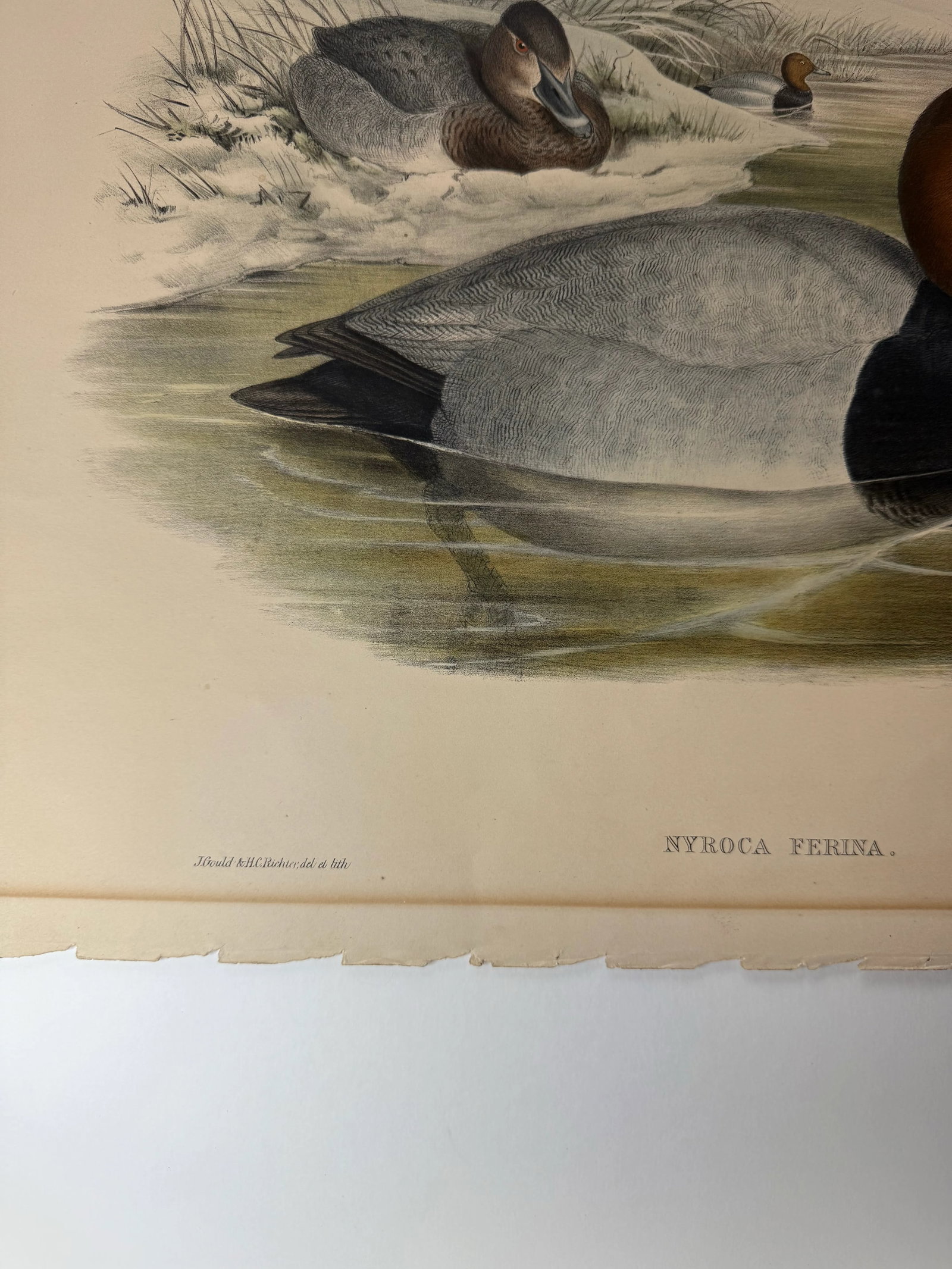 1860s Hand-Colored Duck Lithograph From John Gould's Birds of Great Britain" - 7