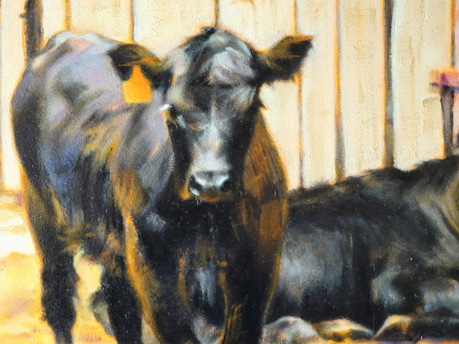 Black Angus, Framed Small Oil Painting on Artist Board, Sandra Eames, Vermont Artist, 2017 - 4