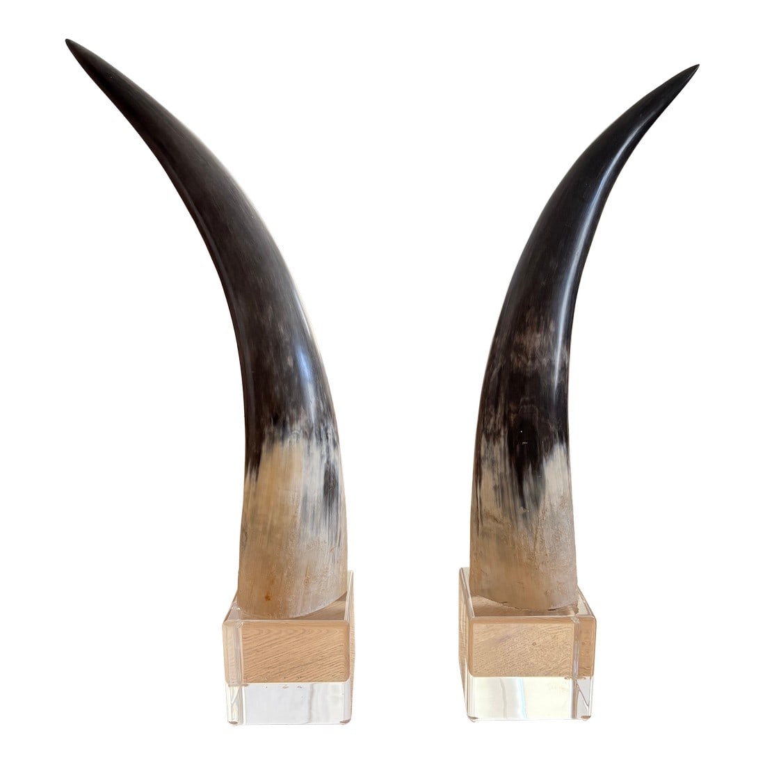 Large Vintage Steer Horns Mounted on Lucite Bases- a Pair: A striking pair of polished steer horns elegantly mounted on clear square Lucite bases. These mid-century modern decorative pieces showcase the era's blend of natural elements with contemporary