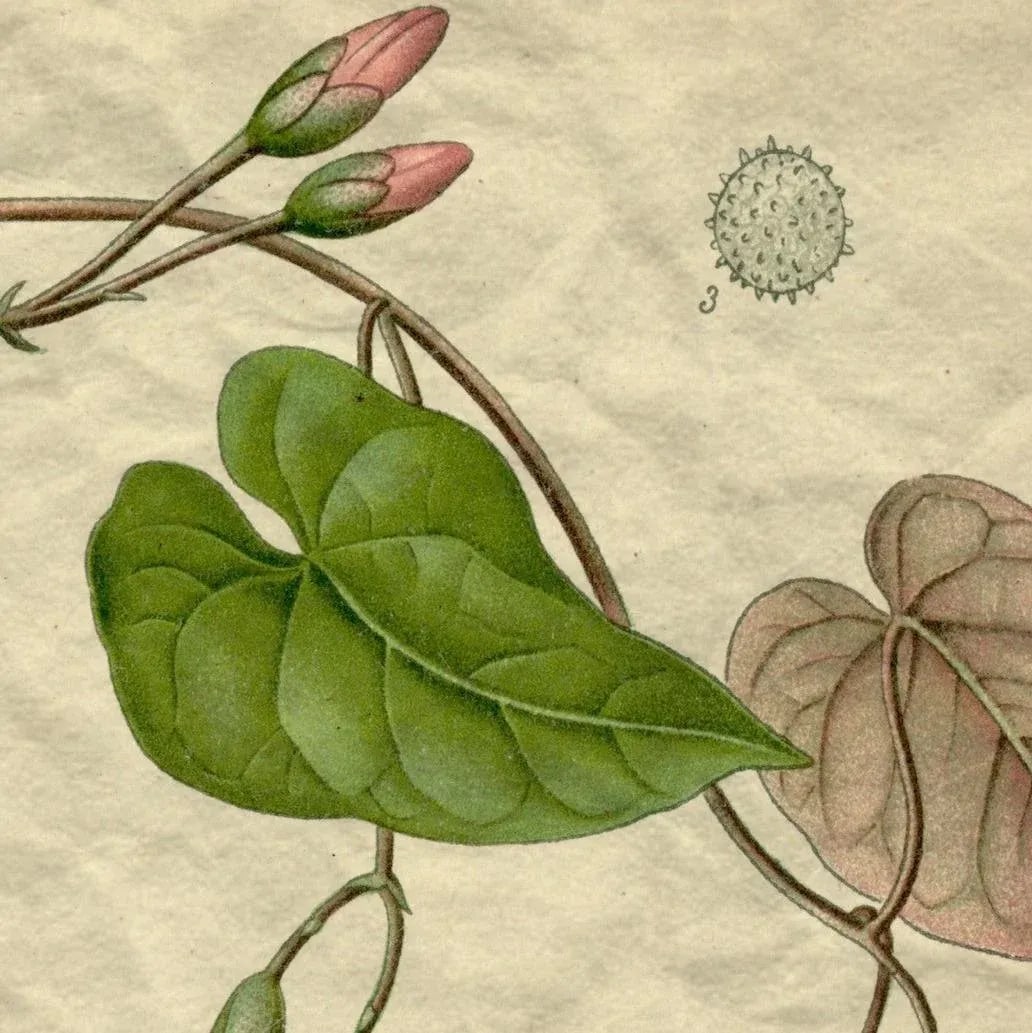 Archival 'Pink Morning Glory' Antique Print - 2