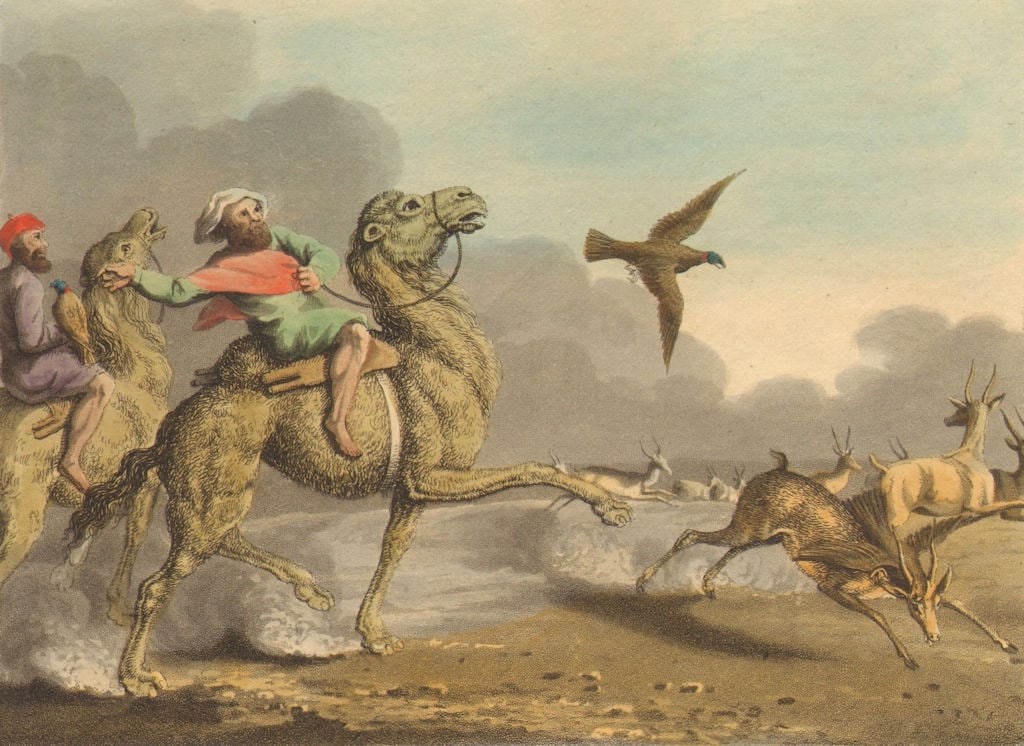 ARABIA.Arabs hawking Antelopes.Riding camels.(Field Sports-Edward Orme) 1814: Title: ARABIA.Arabs hawking Antelopes.Riding camels.(Field Sports-Edward Orme) 1814 Description: Arabs hawking Antelopes'. JH Clark del; Howitt & M Dubourg sculpt. Published 1814. Antique aquatint pri