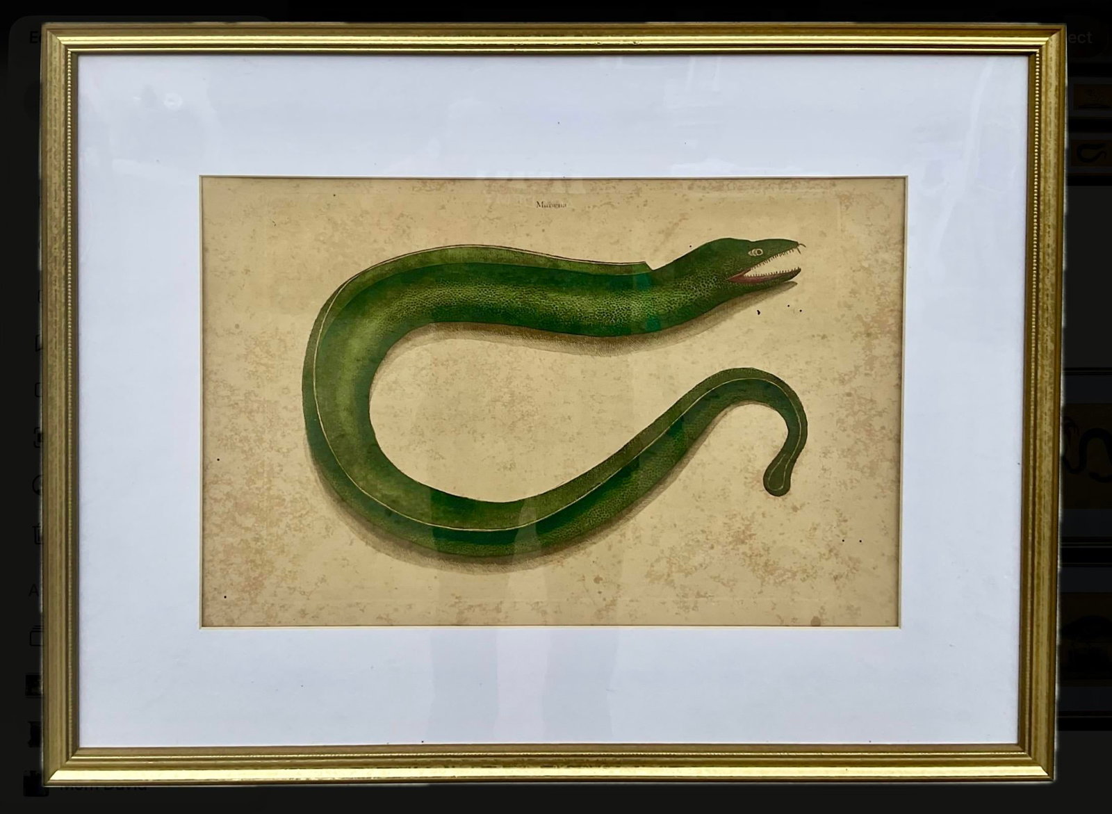 18th Century Framed Engravings by Mark Catesby, Set of Nine Natural History Art - 10