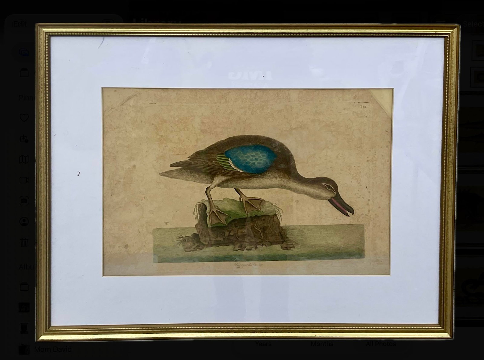 18th Century Framed Engravings by Mark Catesby, Set of Nine Natural History Art - 11