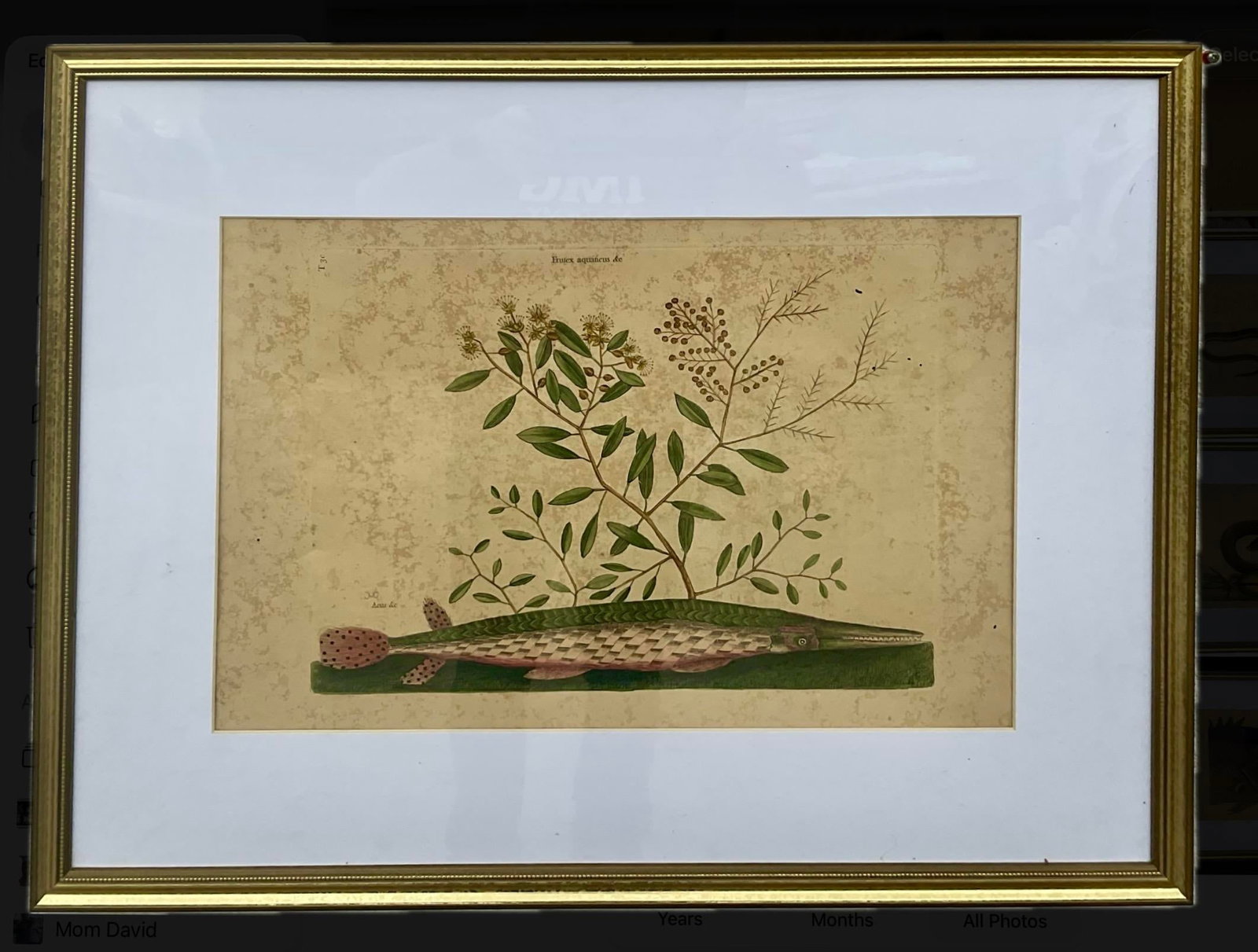18th Century Framed Engravings by Mark Catesby, Set of Nine Natural History Art - 12