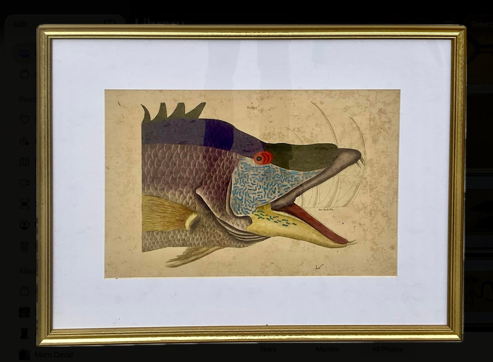 18th Century Framed Engravings by Mark Catesby, Set of Nine Natural History Art - 13