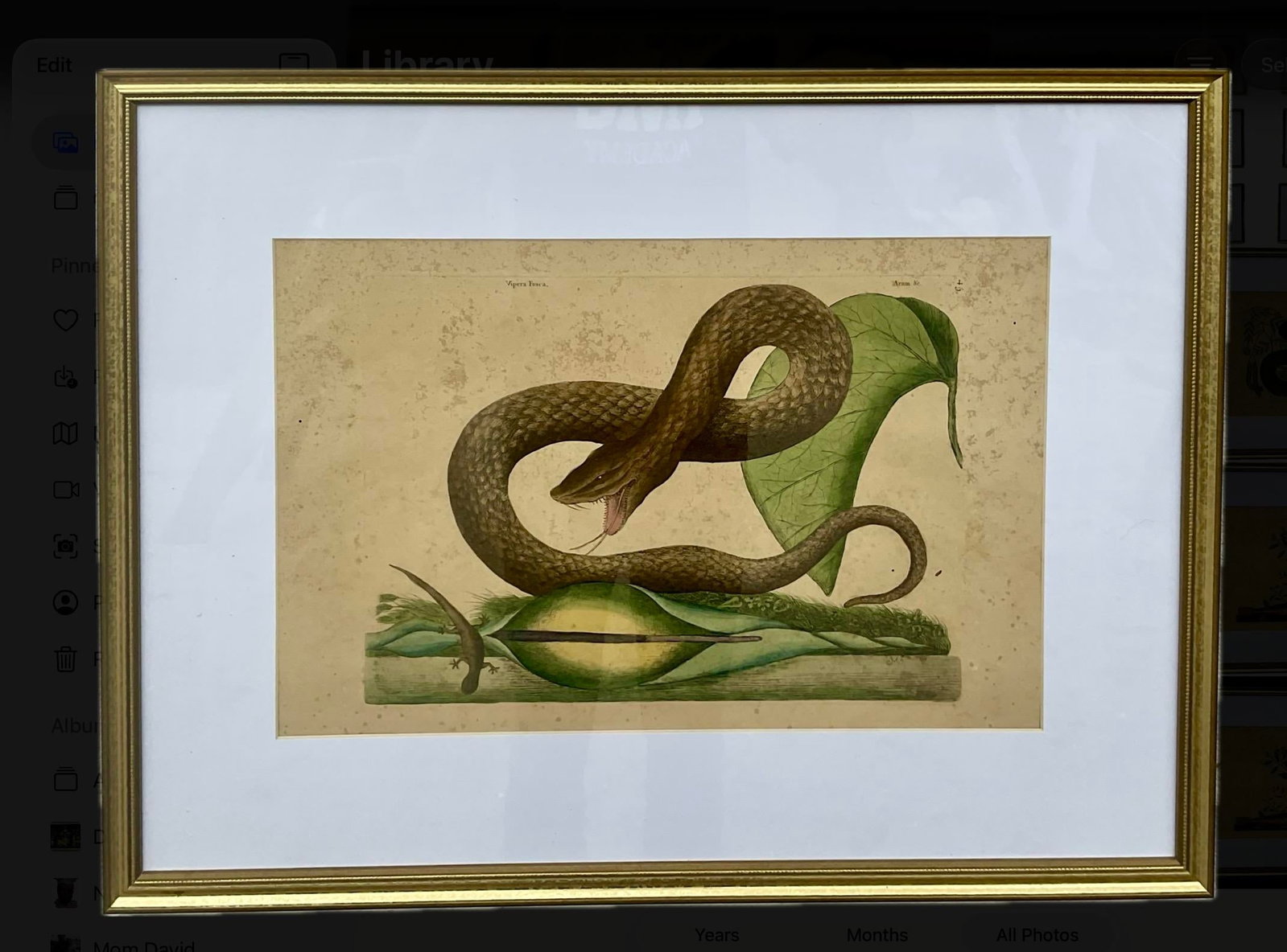 18th Century Framed Engravings by Mark Catesby, Set of Nine Natural History Art - 15
