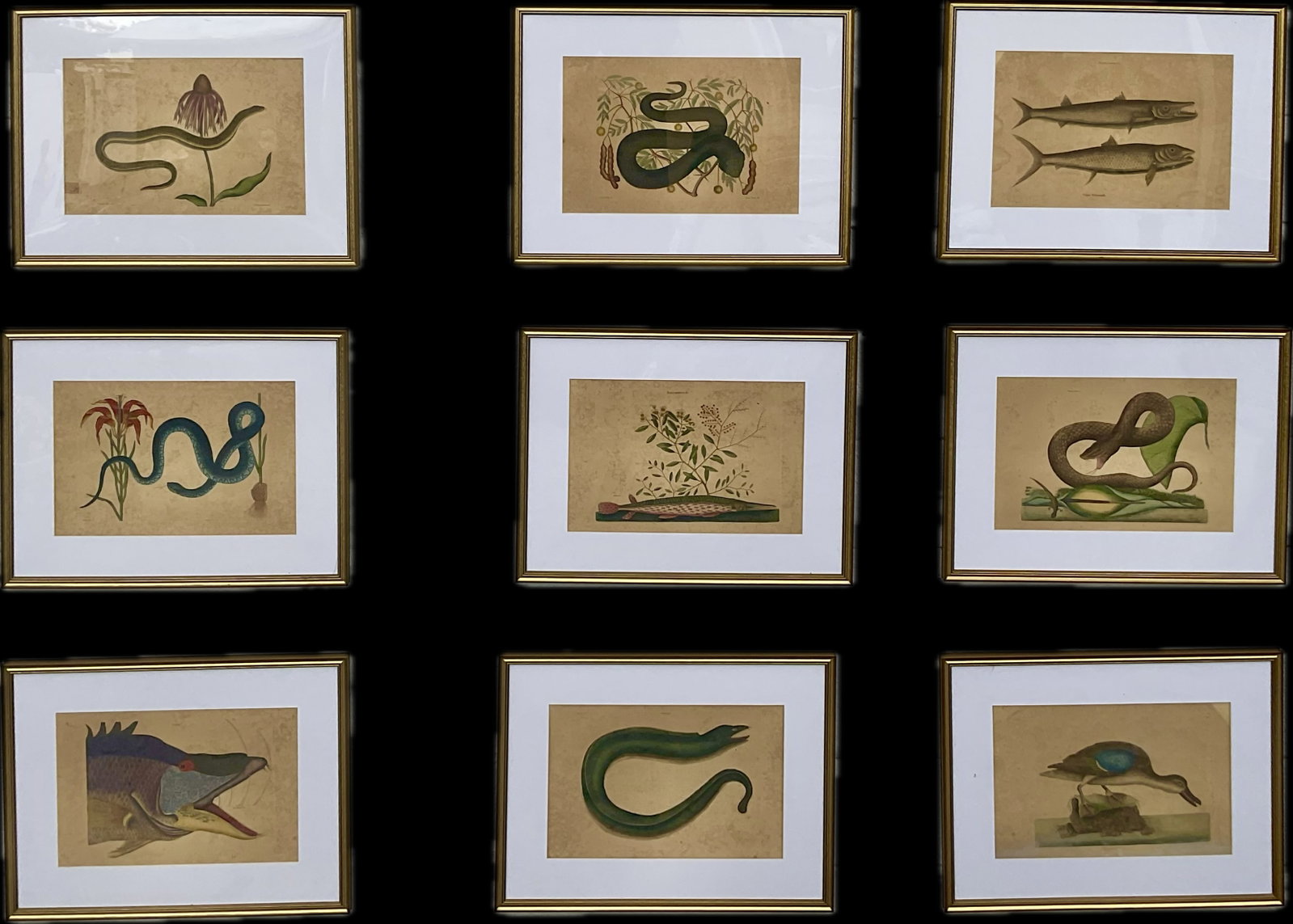 18th Century Framed Engravings by Mark Catesby, Set of Nine Natural History Art - 17