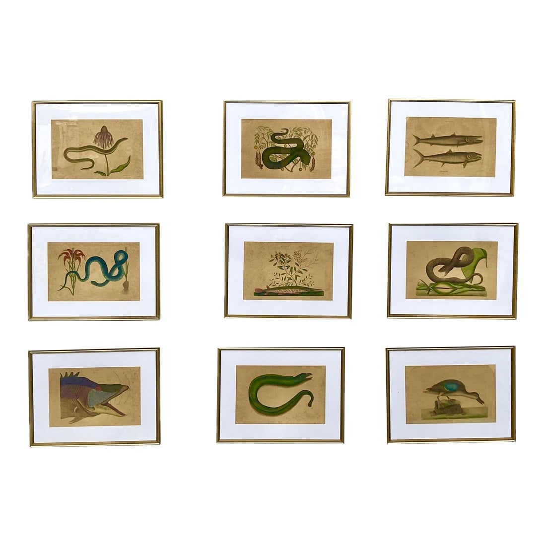 18th Century Framed Engravings by Mark Catesby, Set of Nine Natural History Art (1 of 17)