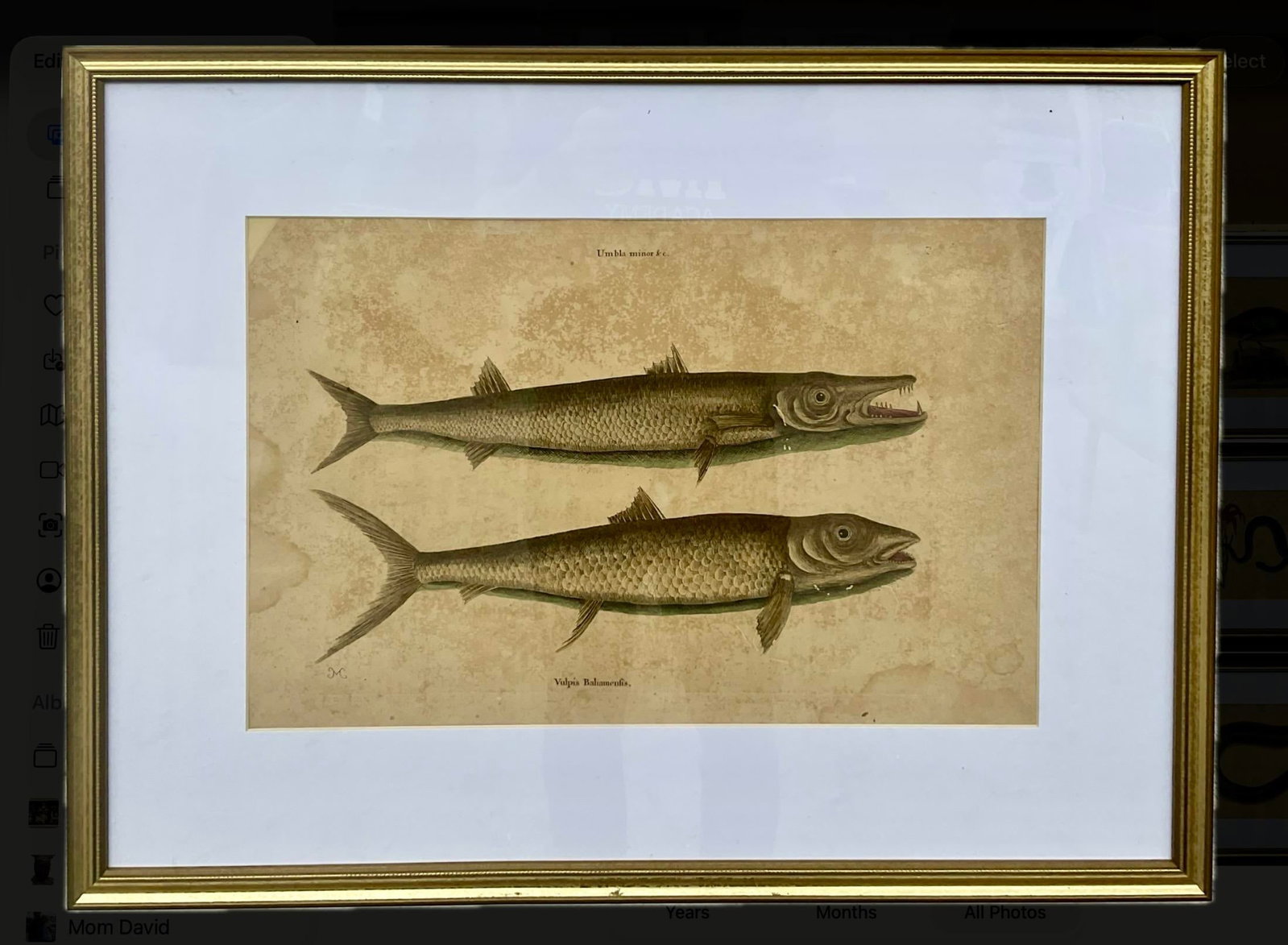 18th Century Framed Engravings by Mark Catesby, Set of Nine Natural History Art - 9