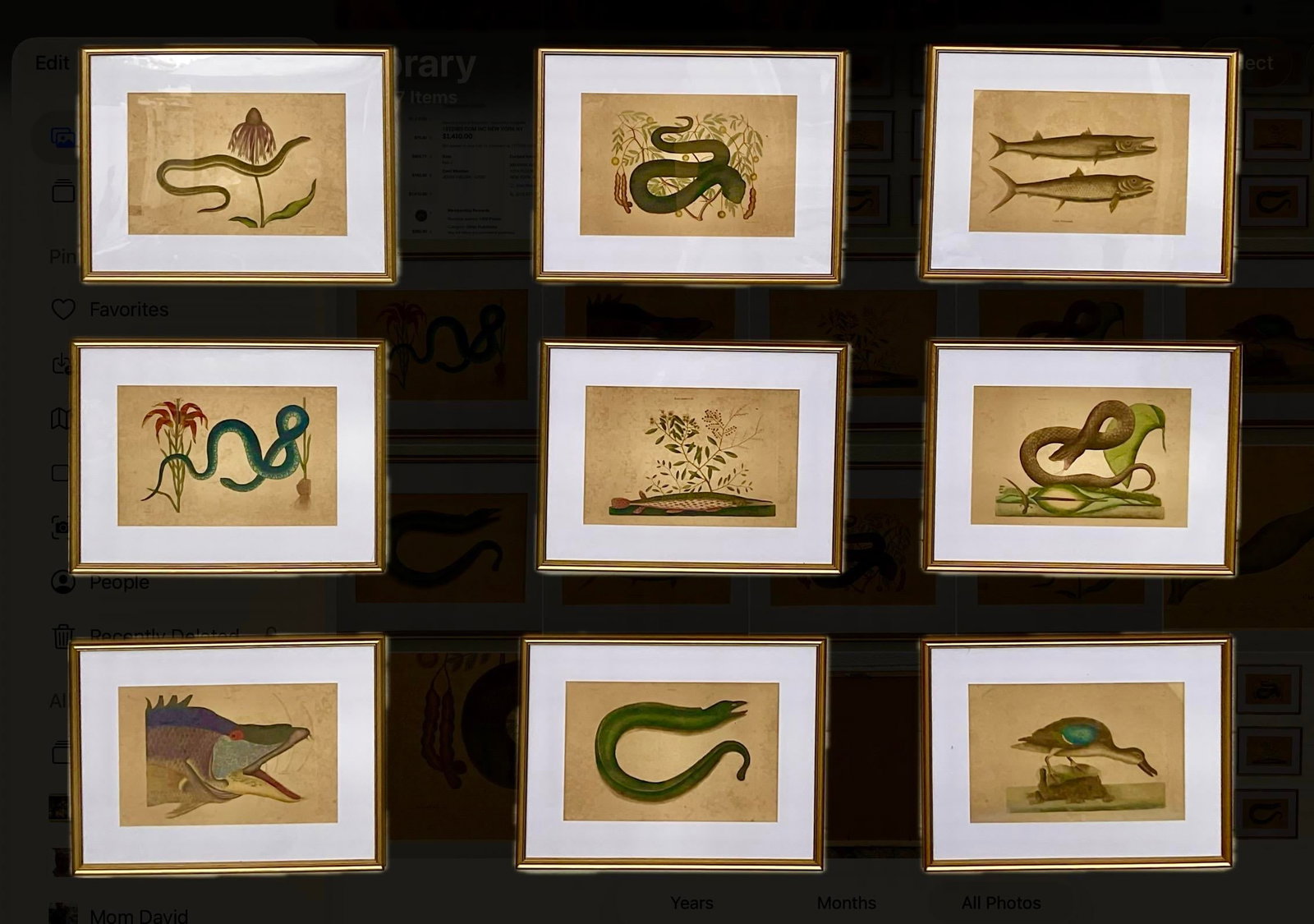 18th Century Framed Engravings by Mark Catesby, Set of Nine Natural History Art - 2