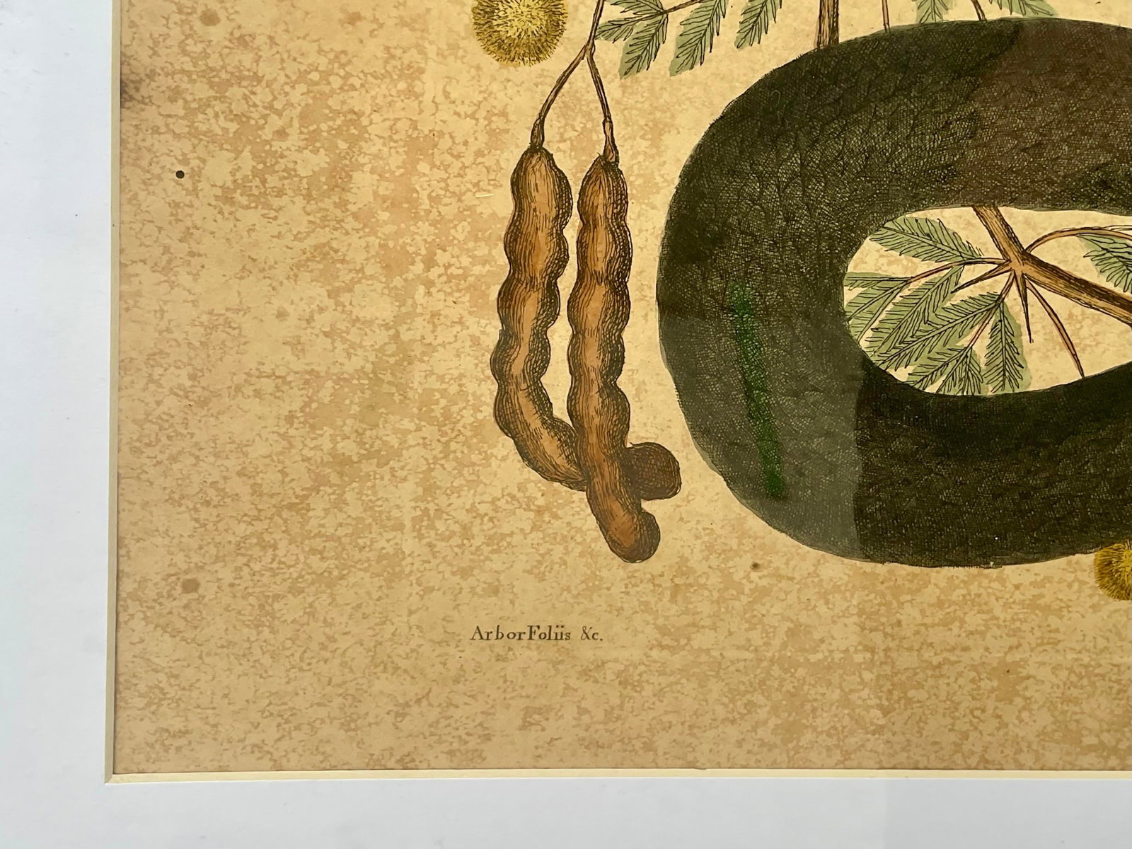 18th Century Framed Engravings by Mark Catesby, Set of Nine Natural History Art - 4