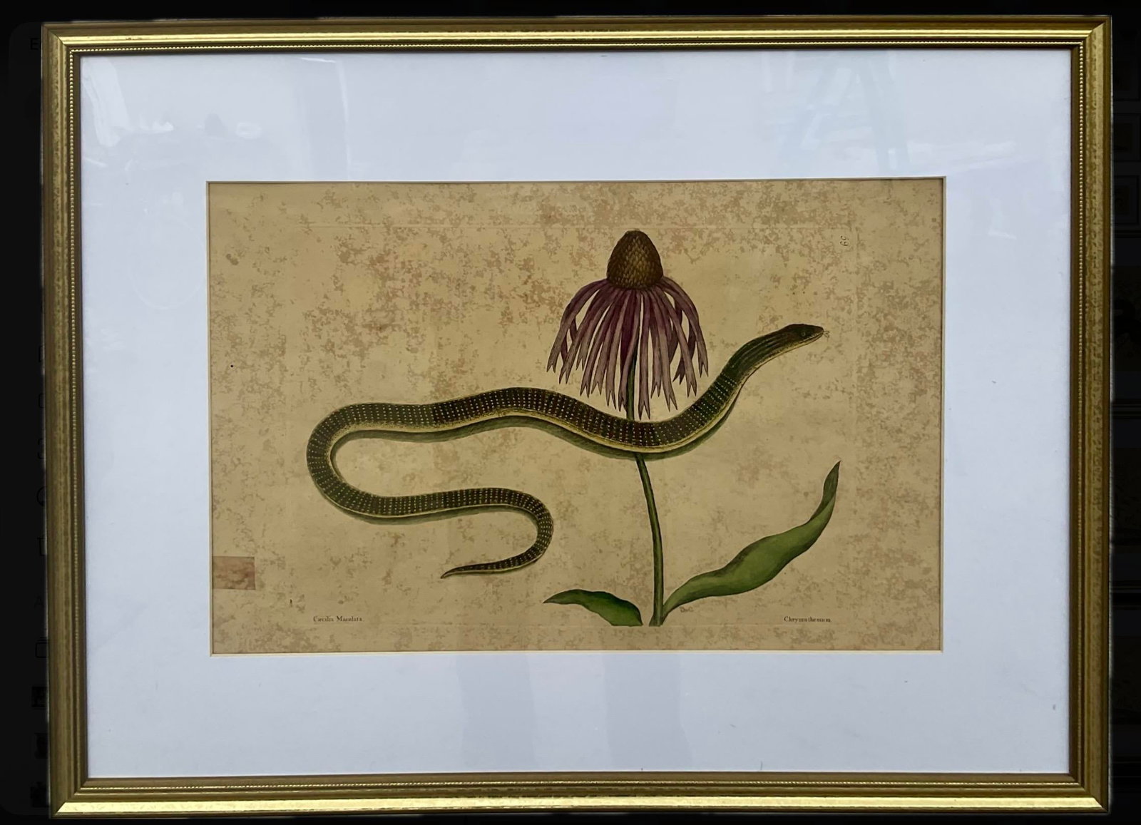 18th Century Framed Engravings by Mark Catesby, Set of Nine Natural History Art - 7