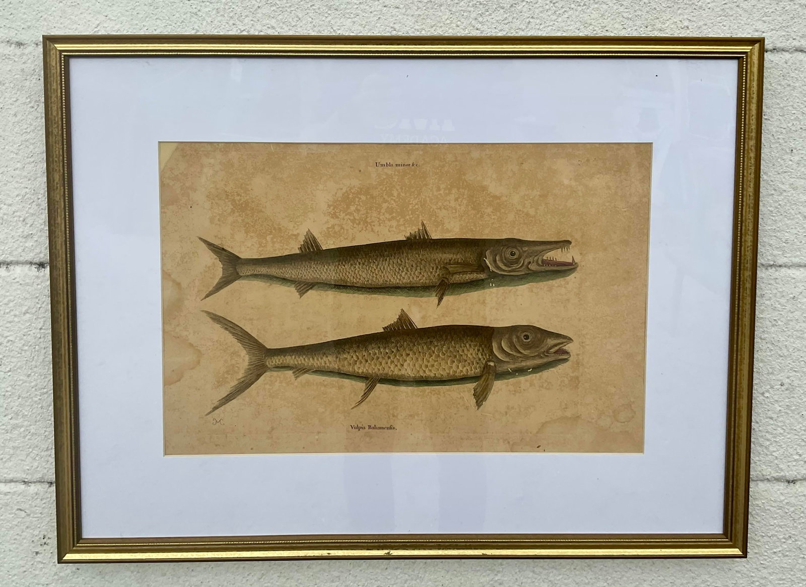 18th Century Framed Engravings by Mark Catesby, Set of Nine Natural History Art - 9