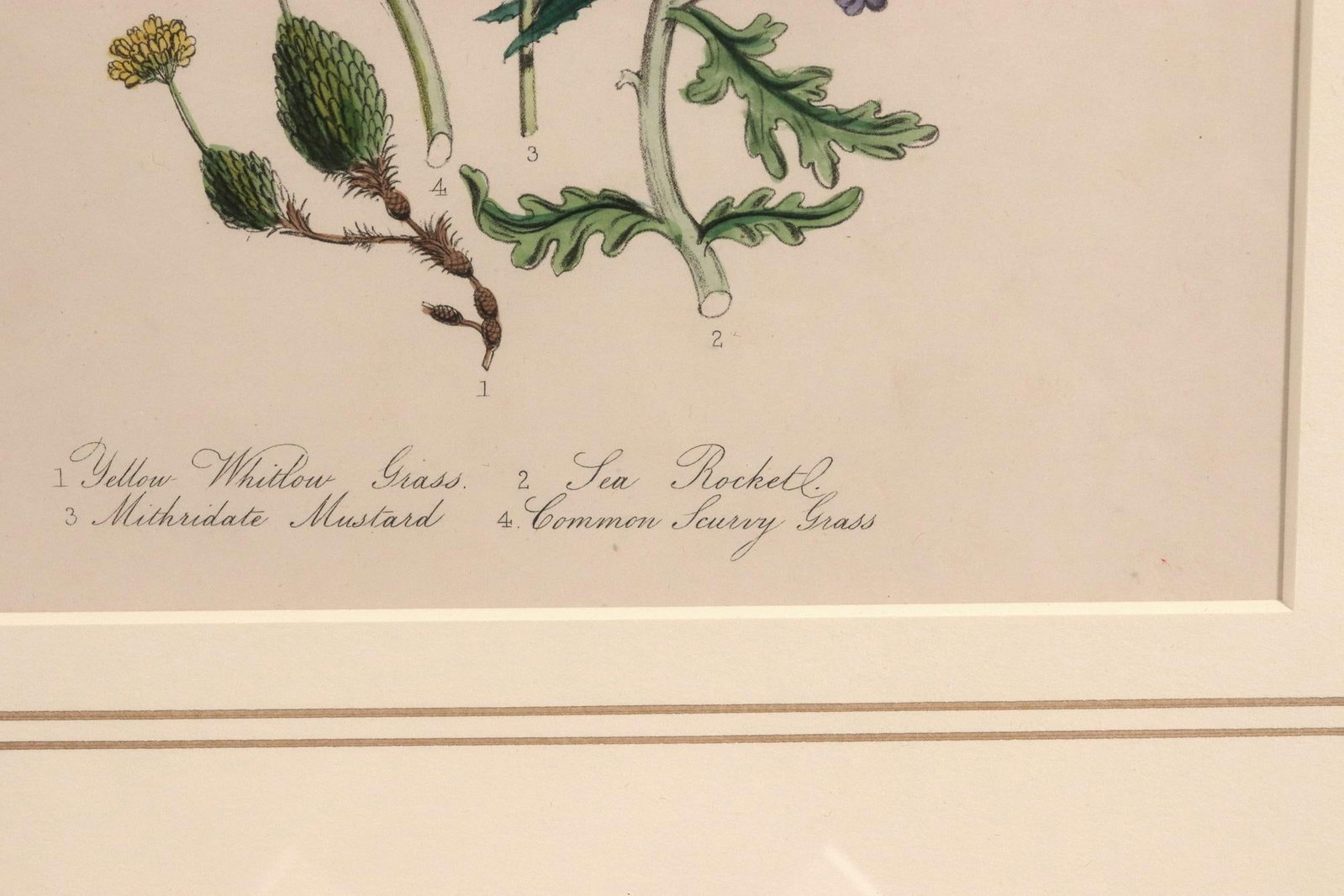 Jane Wells Loudon Botanical Prints-a Set of Six, From the Ladies' Flower-Garden - 10