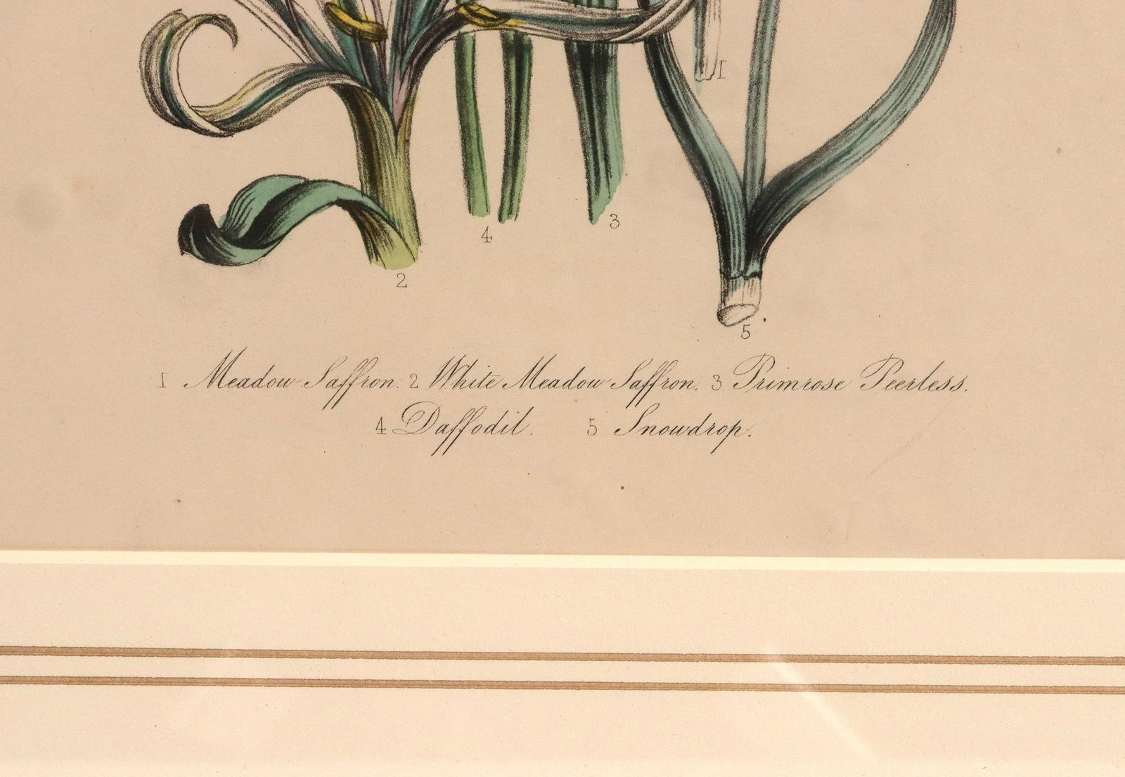Jane Wells Loudon Botanical Prints-a Set of Six, From the Ladies' Flower-Garden - 12