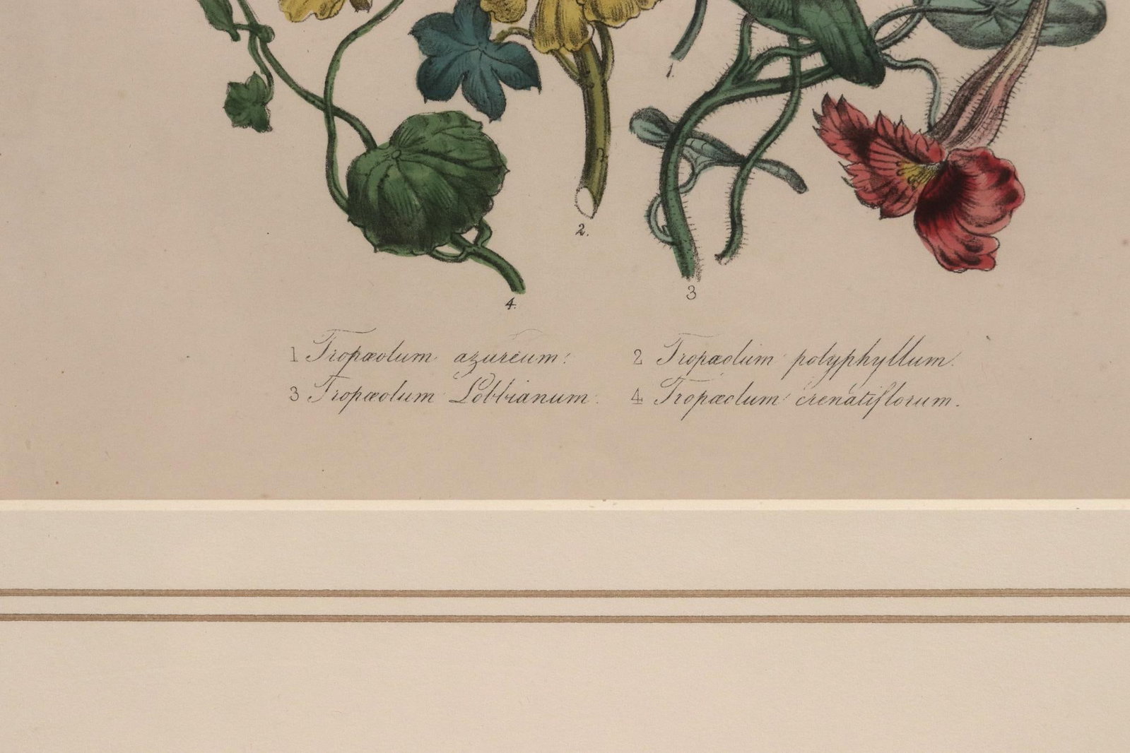 Jane Wells Loudon Botanical Prints-a Set of Six, From the Ladies' Flower-Garden - 13