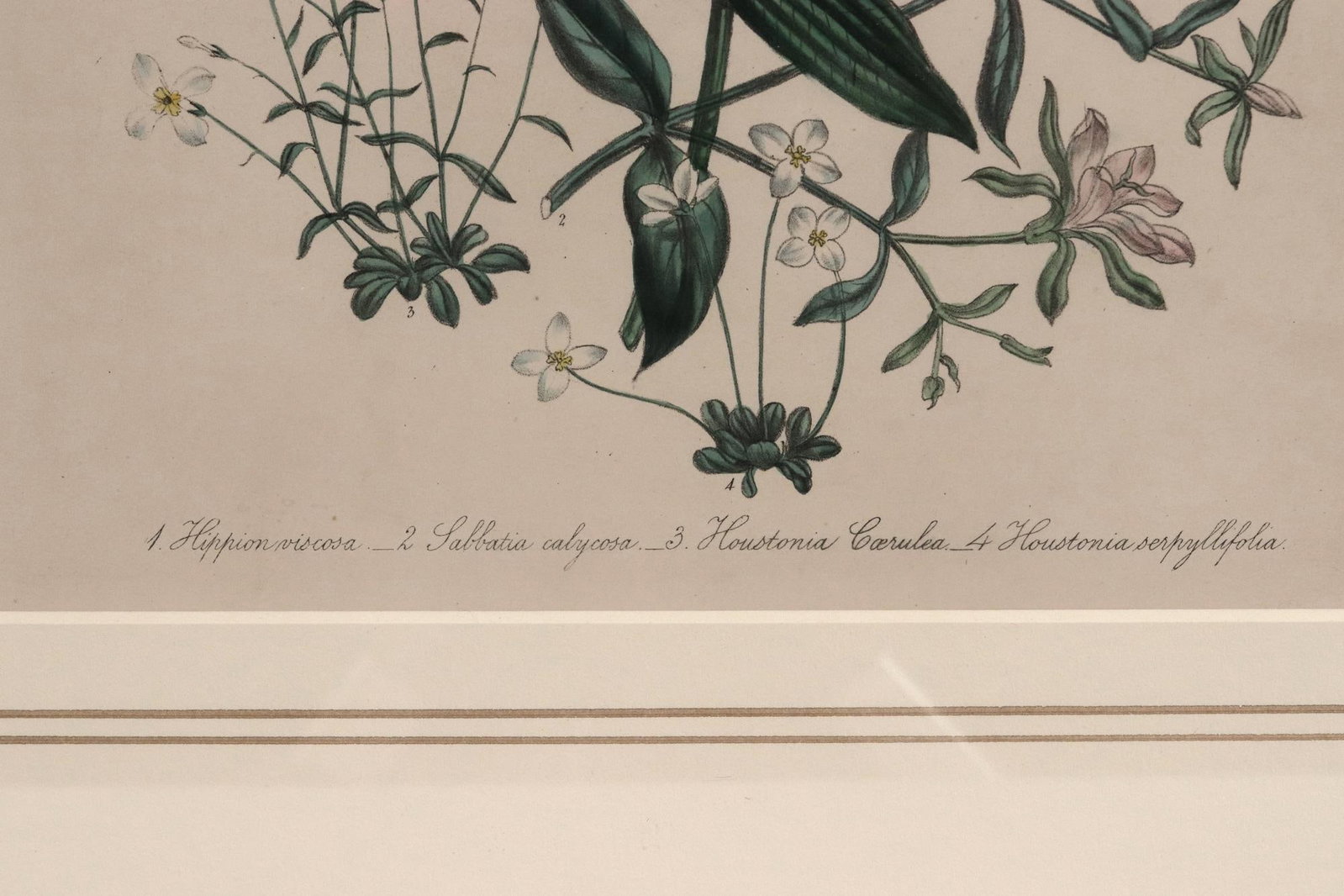 Jane Wells Loudon Botanical Prints-a Set of Six, From the Ladies' Flower-Garden - 14