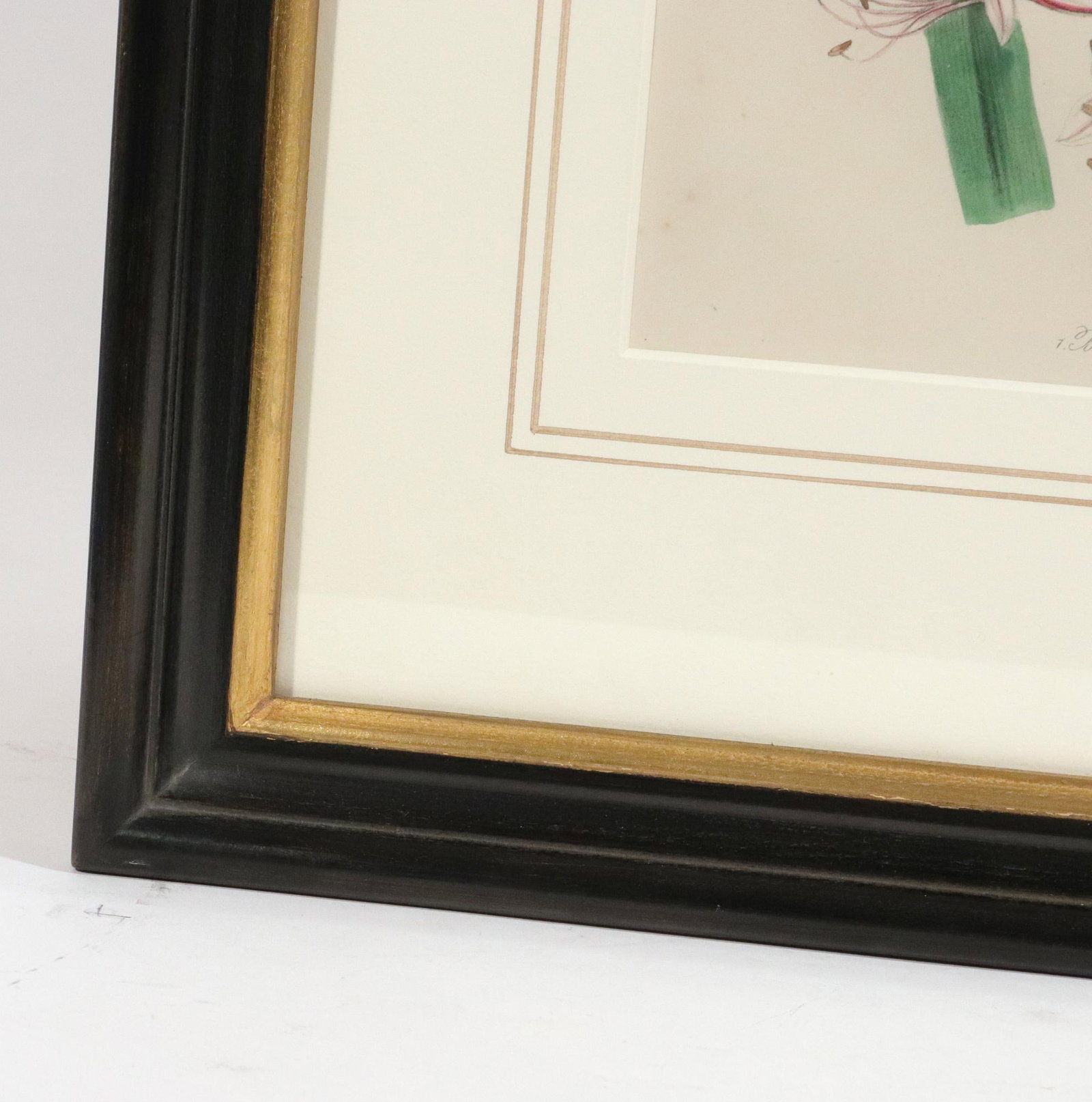 Jane Wells Loudon Botanical Prints-a Set of Six, From the Ladies' Flower-Garden - 15