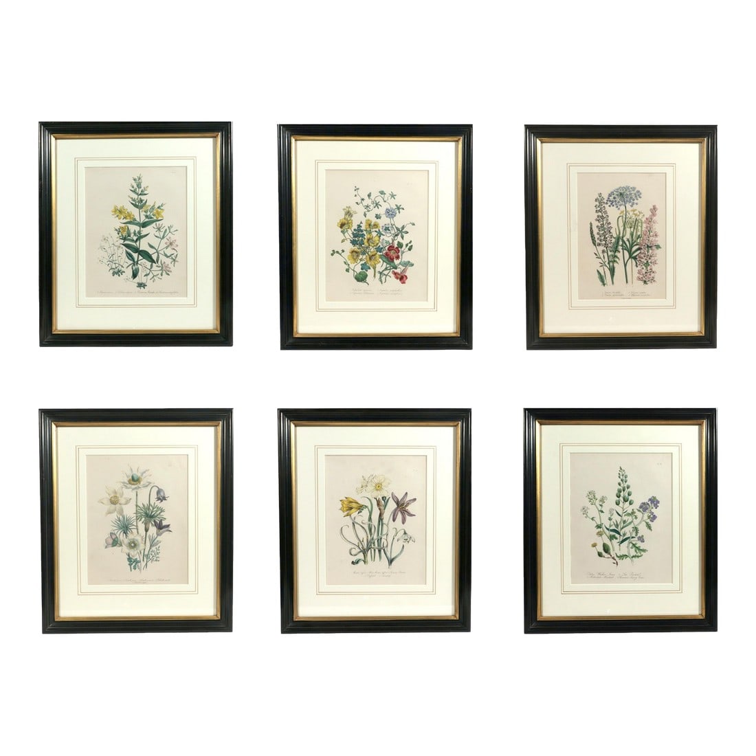 Jane Wells Loudon Botanical Prints-a Set of Six, From the Ladies' Flower-Garden (1 of 15)