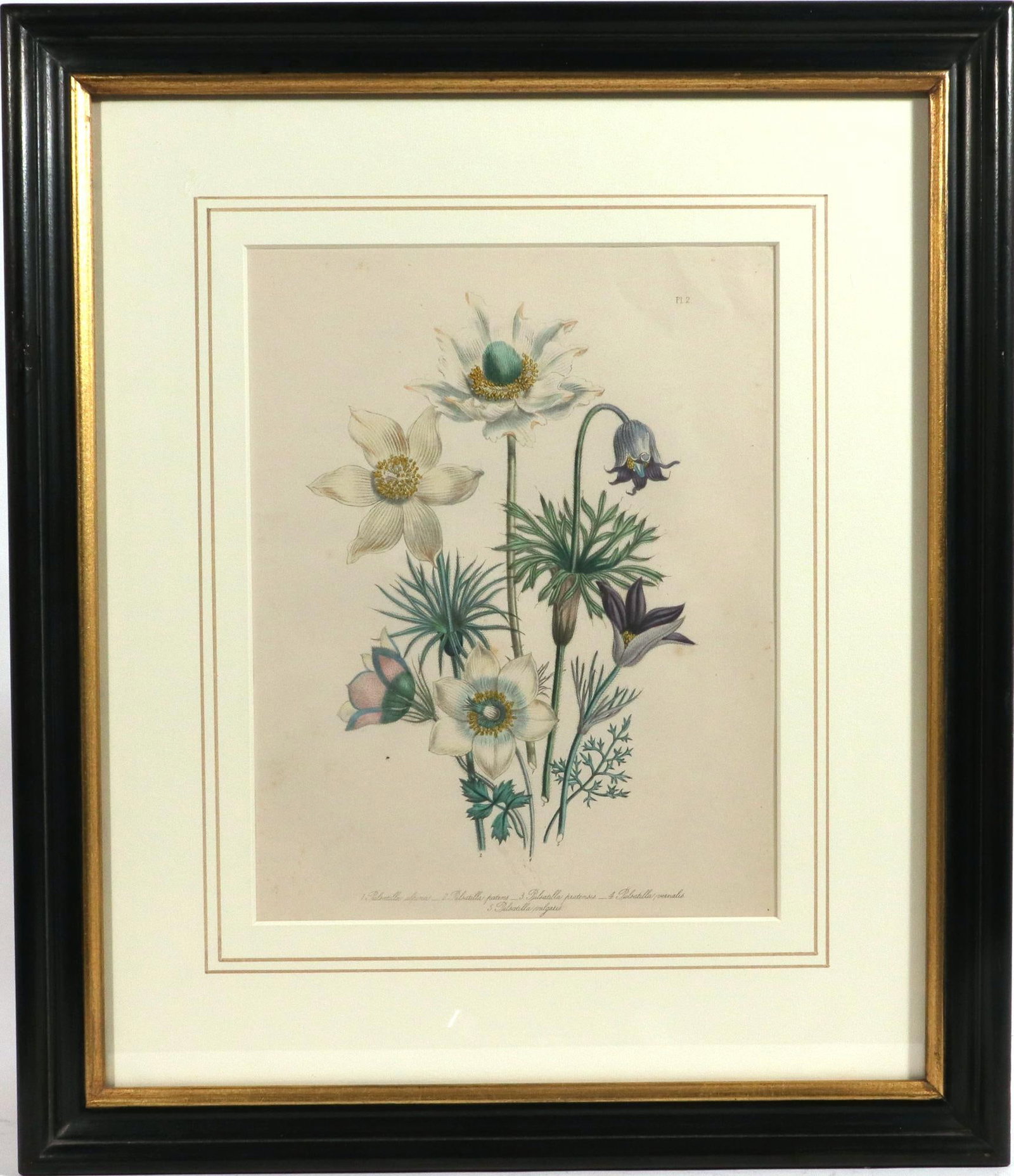 Jane Wells Loudon Botanical Prints-a Set of Six, From the Ladies' Flower-Garden - 2