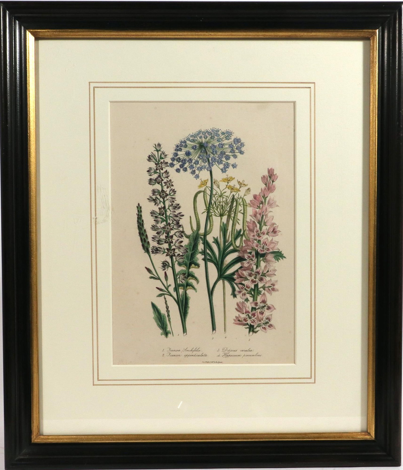 Jane Wells Loudon Botanical Prints-a Set of Six, From the Ladies' Flower-Garden - 3