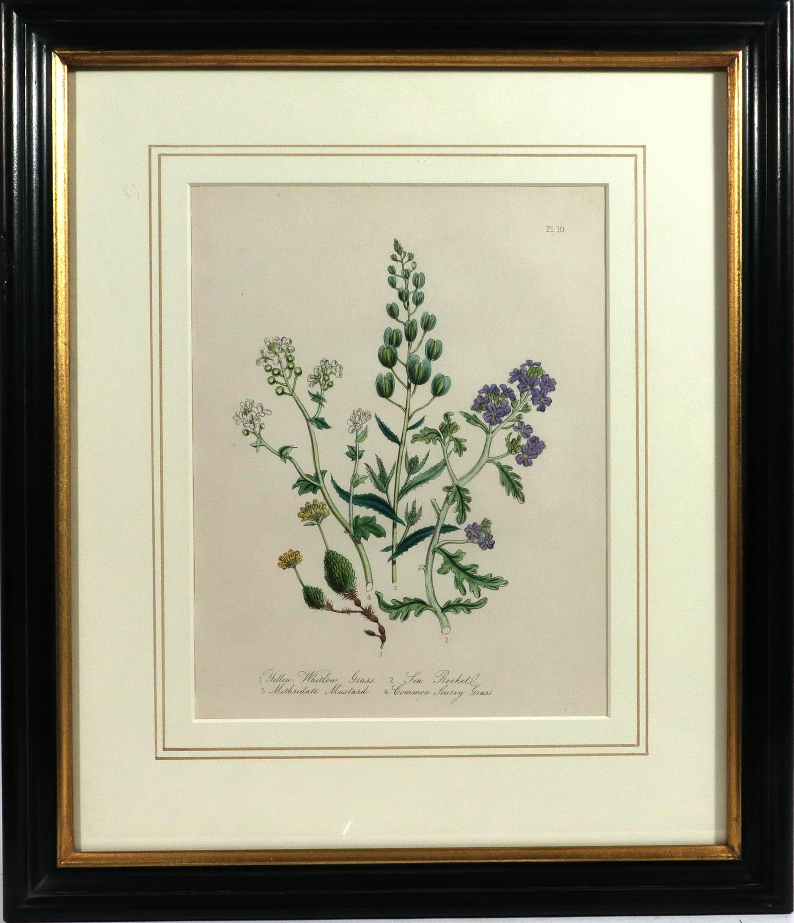 Jane Wells Loudon Botanical Prints-a Set of Six, From the Ladies' Flower-Garden - 4