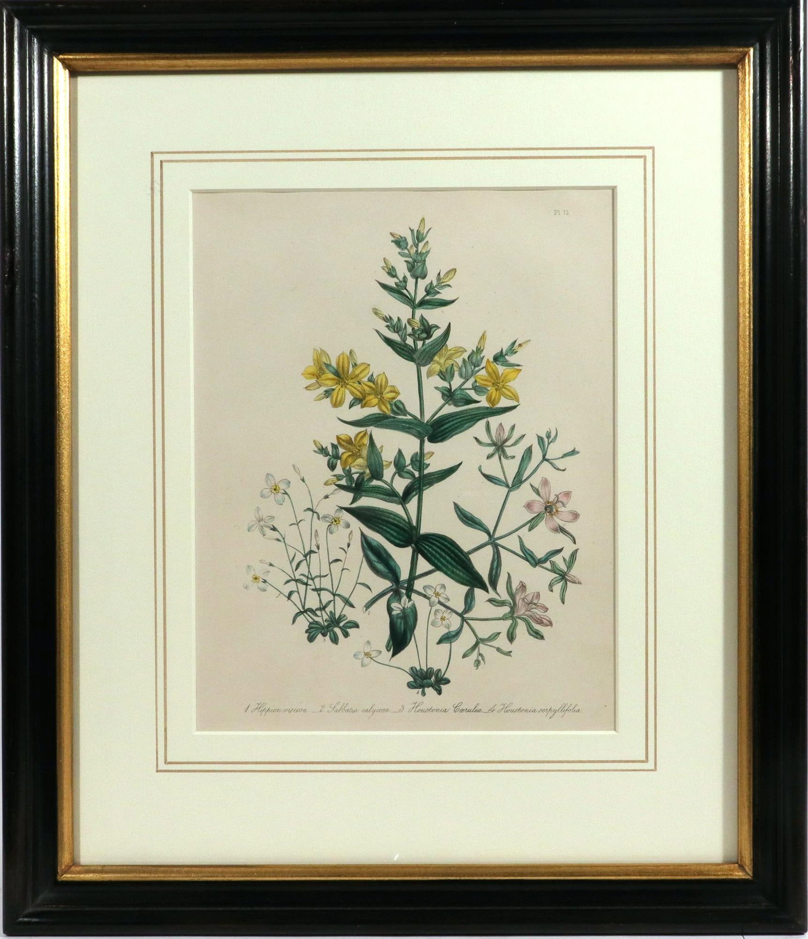 Jane Wells Loudon Botanical Prints-a Set of Six, From the Ladies' Flower-Garden - 5