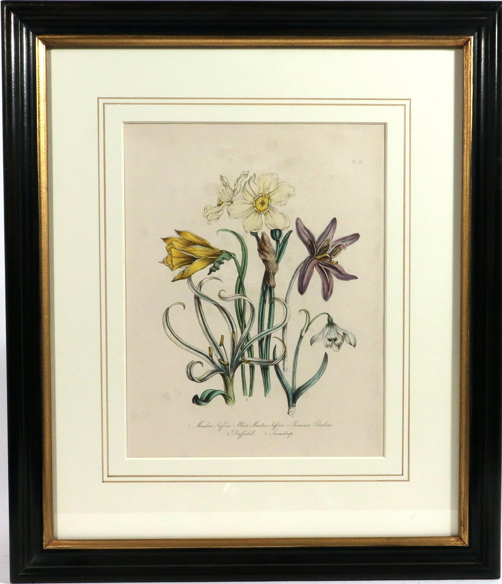 Jane Wells Loudon Botanical Prints-a Set of Six, From the Ladies' Flower-Garden - 6