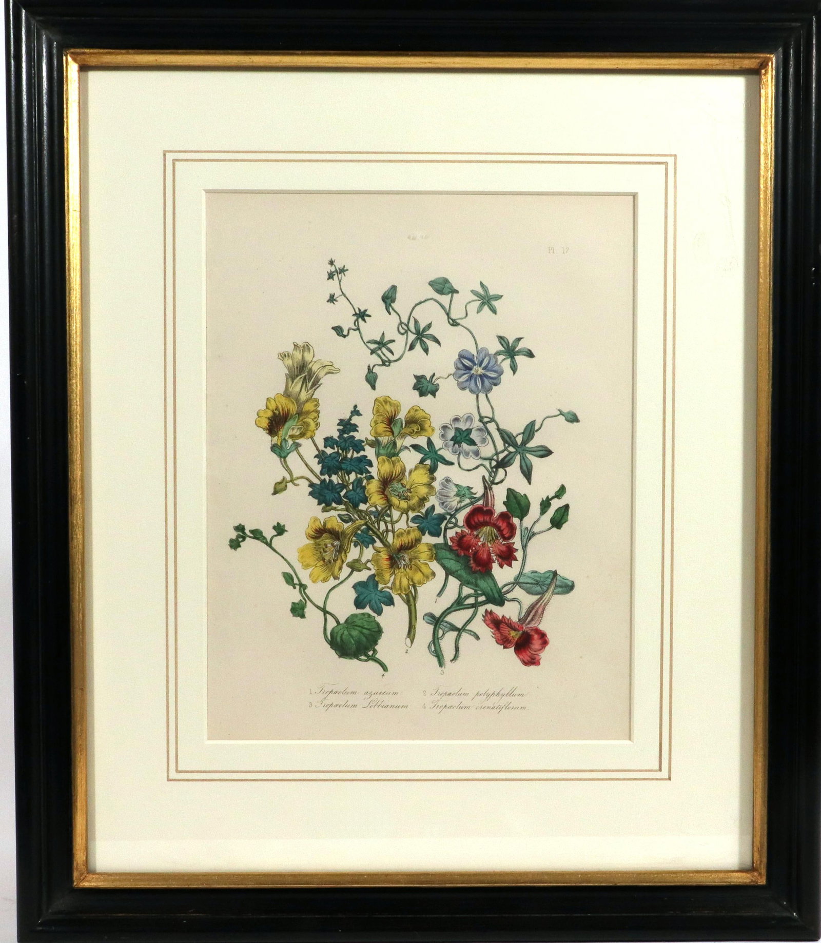 Jane Wells Loudon Botanical Prints-a Set of Six, From the Ladies' Flower-Garden - 7