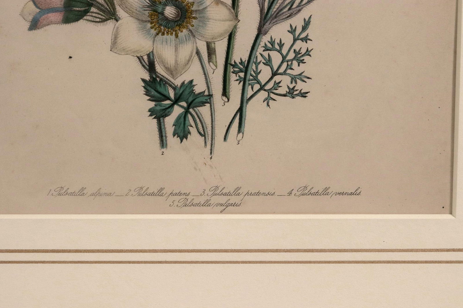 Jane Wells Loudon Botanical Prints-a Set of Six, From the Ladies' Flower-Garden - 8