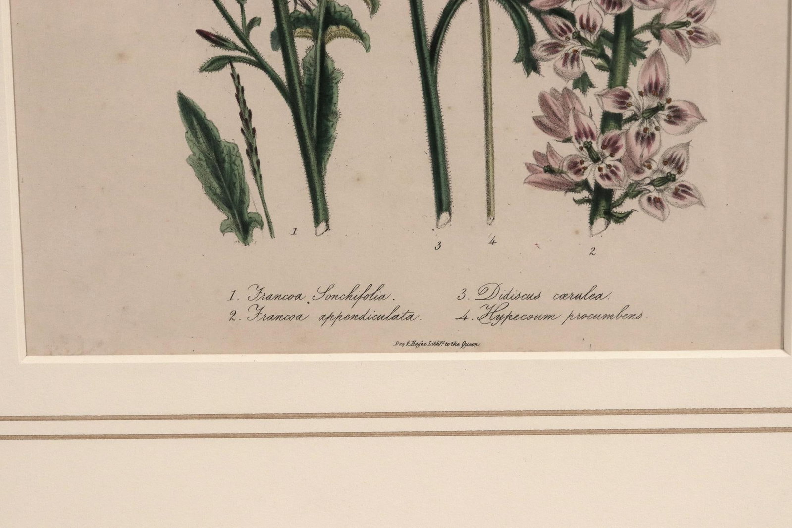 Jane Wells Loudon Botanical Prints-a Set of Six, From the Ladies' Flower-Garden - 9