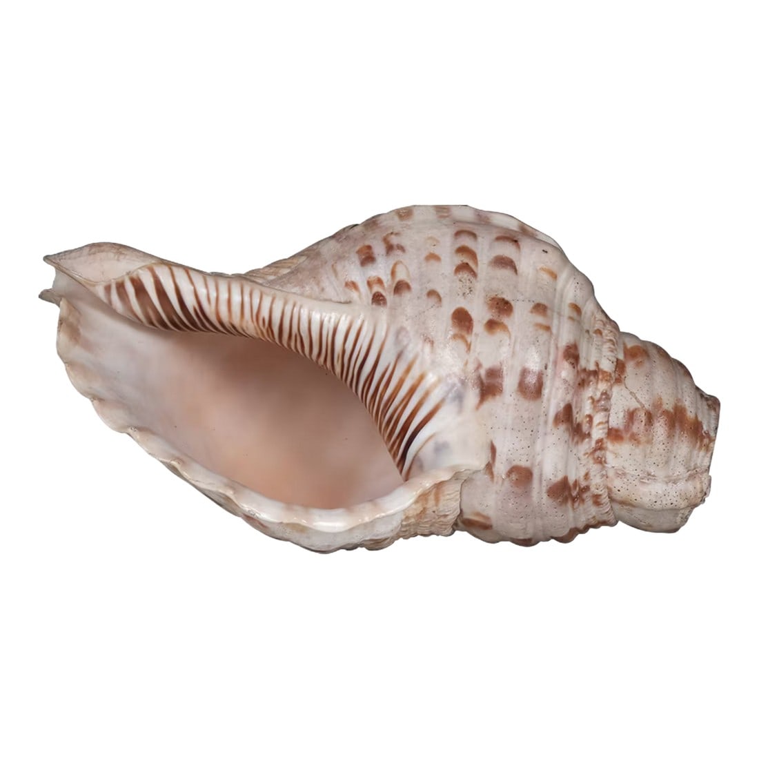 Sacred Indian Temple Shankh | 8" Natural White Conch Shell for Yoga Altar Decor | Spiritual Meditati: Embrace the resonant echoes of ancient tradition with this Sacred Indian Temple Shankh. This original antique conch, once a cornerstone of spiritual rituals in India, carries the weight of